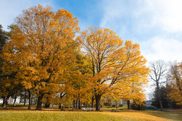 Large trees with yellow leaves in a park setting on a fall day.