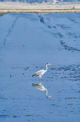 Gray heron, bird reflected in the water of the Albufera de Valencia. Copy space