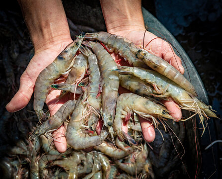 Gulf Of Mexico White Shrimp