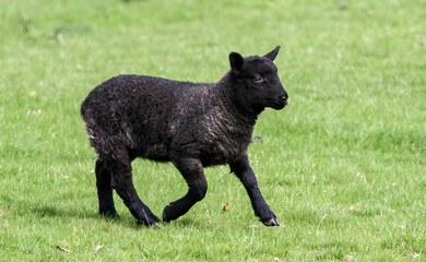 Black sheep