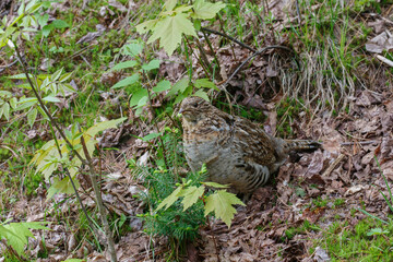 ruffed grouse eating balsam fir needles