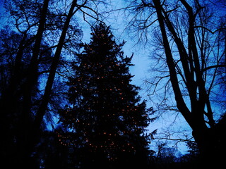 In the dusk, a dimly lit fir tree, decorated as a Christmas tree, in the silhouette of a park. A...