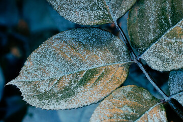 close up of leafs with glitter