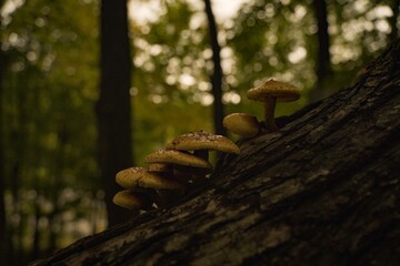 mushroom cluster on fallen tree