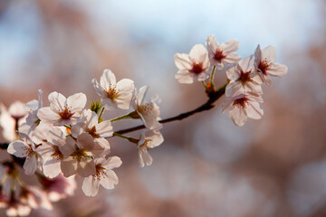 
cherry blossom