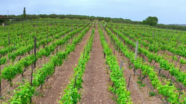Crete Greece countryside vineyard. Rows of grape vines on plantaion