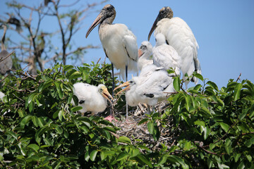 Woodstork Family 