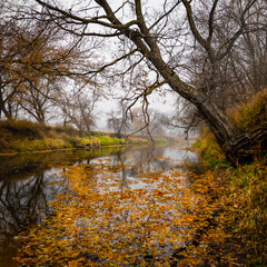 Obraz premium Fall leaves floating on calm river.