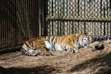 Tiger Snooze