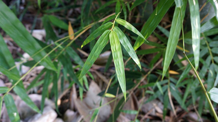 Natural light green bamboo leaves taken from the garden
