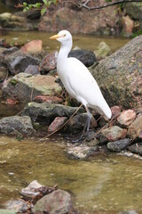 cattle egret