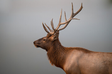 Naklejka na ściany i meble Elk with large antlers