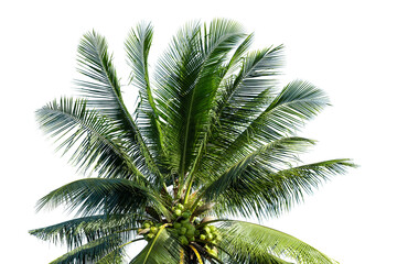 Leaves of coconut isolated on white background.