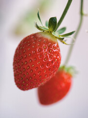 Shizuoka,Japan - December 10, 2021: Closeup of fresh strawberry fruit in Japan
