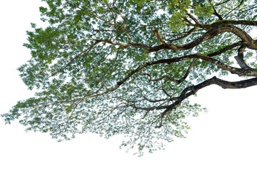 Green leaves, tree branches isolated on white background .