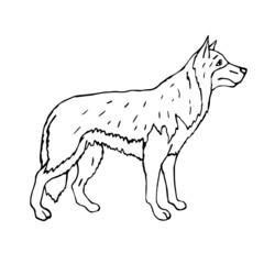 Vector hand drawn doodle sketch shepherd dog isolated on white background