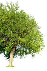 Fototapeta na wymiar Green leaves, tree branches isolated on white background .