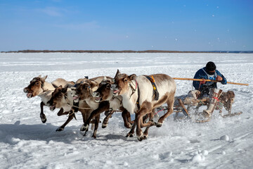 The Day of the Reindeer - the feast of the indigenous peoples of the North. Starty sports competitions: Racing on deer sledding.