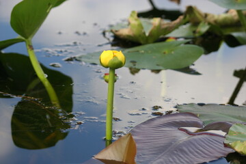 yellow flower lily pad everglades