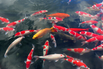 金色に輝くお堀の鯉