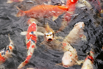 口を開けて見つめる池の鯉