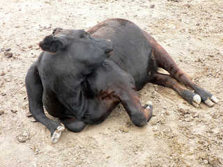 Fototapeta premium Mutant Cow