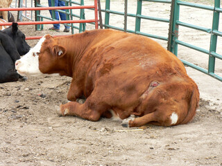 Mutant Cow