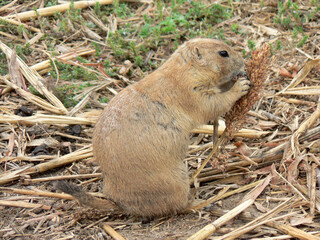 Prairie Dog