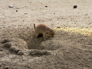 Prairie Dogs