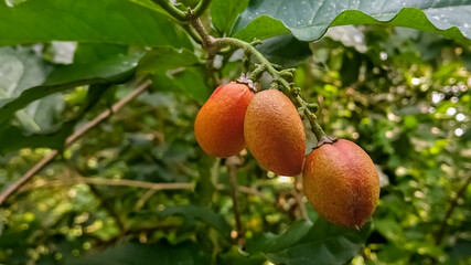 peanut butter fruit ( Bunchosia glandulifera )