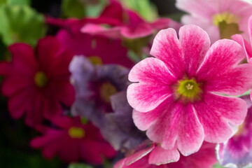 Close up of pink flower
