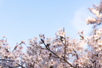 cherry blossom in spring, sakura trees in the park, sakura flower with blue sky, full of blooming 