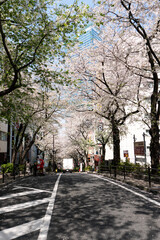 spring in the city, cherry blossom road in Tokyo, 