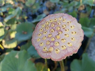 lotus seeds in the pond