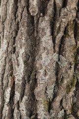 Embossed texture of the brown bark of a tree 
