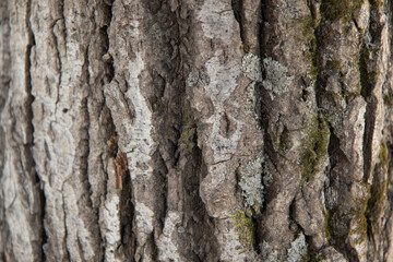 Embossed texture of the brown bark of a tree 