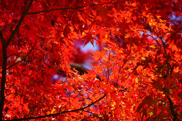 真っ赤に紅葉したモミジから覗く青空