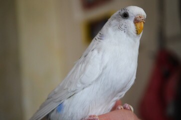 White budgie sits on hand and looking at camera