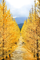 黄色く輝く、福島県あずま総合運動公園のイチョウ並木