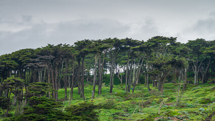 San Francisco California landscape cypress tree forest.
