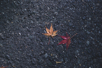 アスファルトに落ちたもみじ
