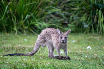 kangaroo in a field at a south coast campsite in Australia