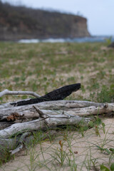 burnt drift wood tree on the beach