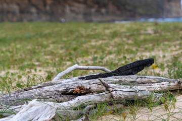 burnt drift wood tree on the beach