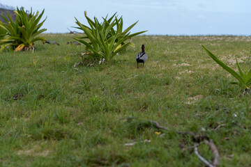 Obraz na płótnie Canvas ducking walking in a field