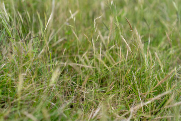 close up of grass