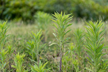 close up of green grass