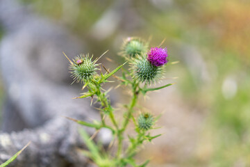 thistle flower in springtime