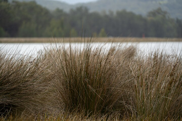 reeds on lake