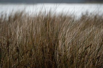 reeds at sunset